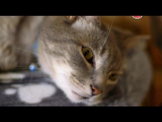 bbc. cat watch / cat watch 2014: the new horizon experiment, 1 episode of 3