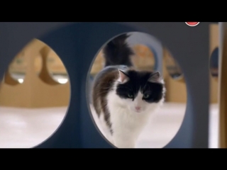 bbc. cat's secrets / cat watch 2014: the new horizon experiment, 3 series of 3