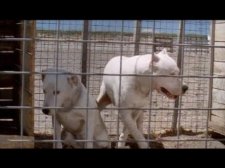 dogo argentino / el perro - 2004