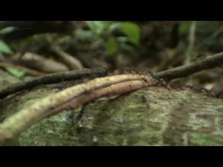 miracle of the animal kingdom - ants, episode 4