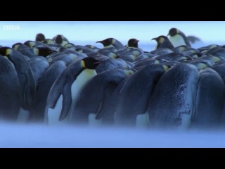 bbc: wonder of the animal kingdom - penguins, episode 1